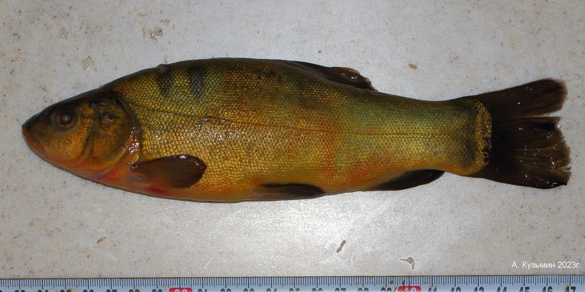 Линь (Tinca tinca)