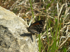 Pseudonympha poetula