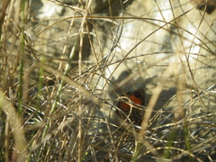 Pseudonympha poetula