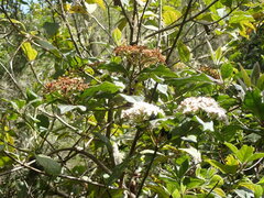 Viburnum rugosum image