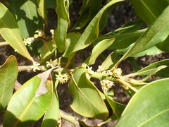 Pleiomeris canariensis image