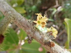 Pleiomeris canariensis image