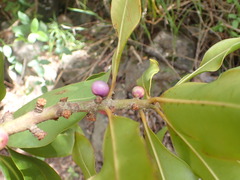 Pleiomeris canariensis image