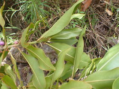 Pleiomeris canariensis image