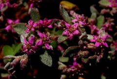 Aizoon portulacaceum