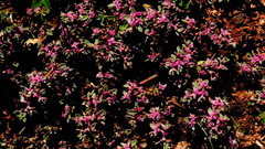 Aizoon portulacaceum