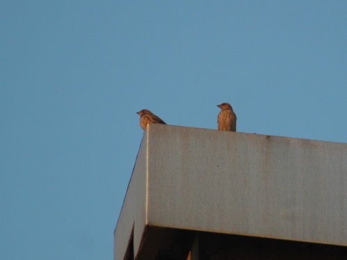 Moineau soulcie