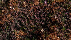 Aizoon portulacaceum