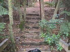 Melicytus ramiflorus ramiflorus