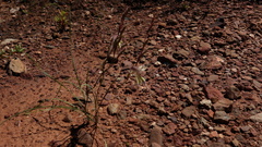 Gladiolus permeabilis