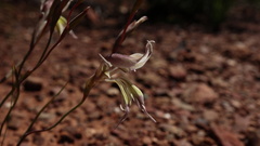 Gladiolus permeabilis