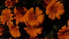 Gorteria integrifolia