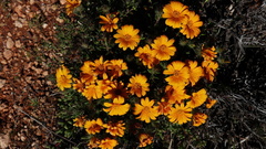 Gorteria integrifolia