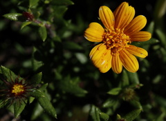 Gorteria integrifolia