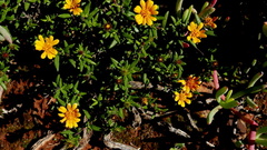 Gorteria integrifolia