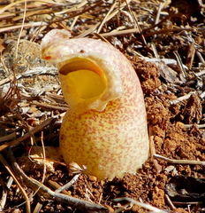 Biarum davisii