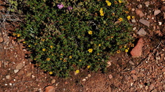 Gorteria integrifolia