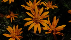 Gorteria integrifolia