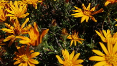 Gorteria integrifolia