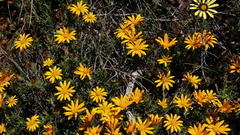 Gorteria integrifolia