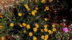 Gorteria integrifolia