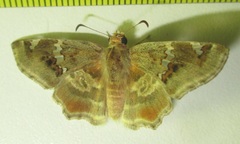 Caprona pillaana