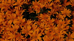 Gorteria integrifolia