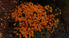 Gorteria integrifolia