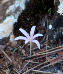 Colchicum pusillum