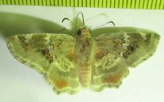 Caprona pillaana