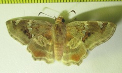 Caprona pillaana