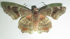 Caprona pillaana