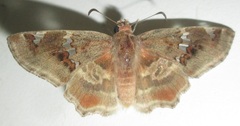 Caprona pillaana
