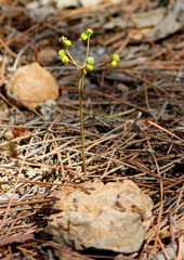Euphorbia dimorphocaulon