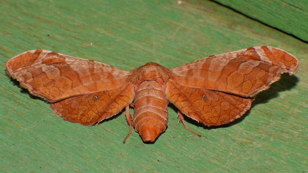 Oxycophina