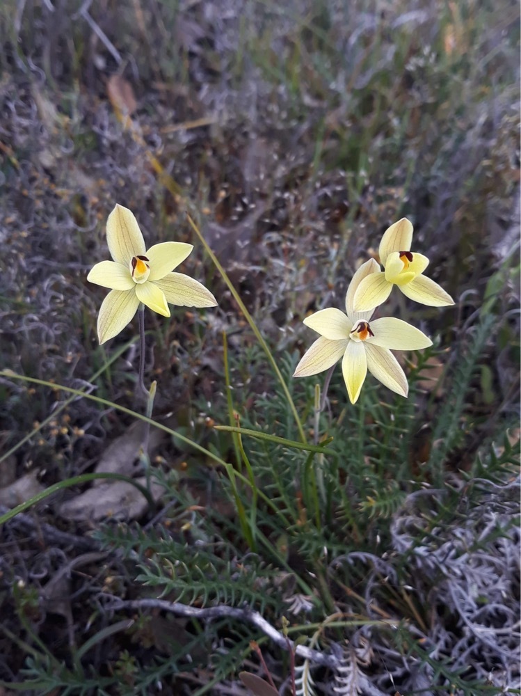 lemon-scented sun orchid