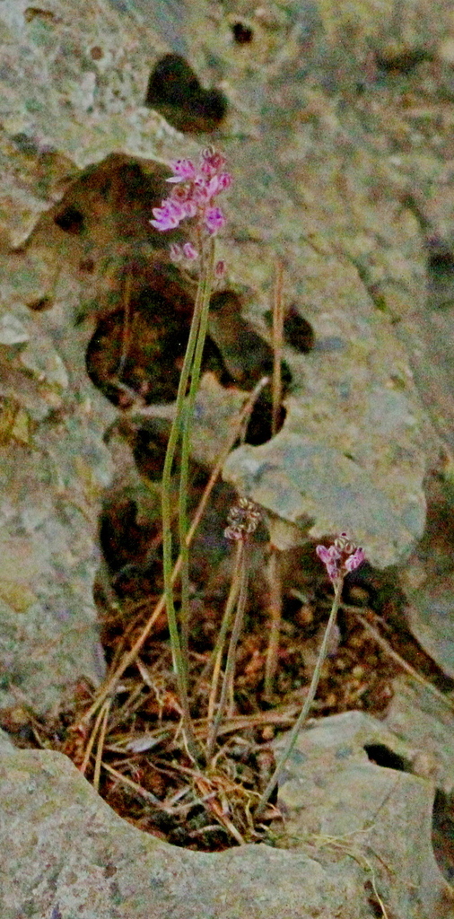 Prospero battagliae