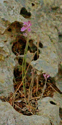 Prospero battagliae