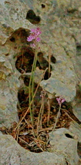 Prospero battagliae