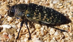 Lampetis webbii