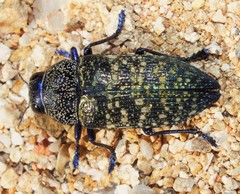 Lampetis webbii