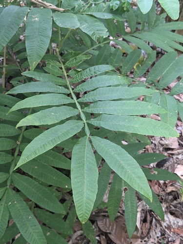 Peronema (Peronema canescens)