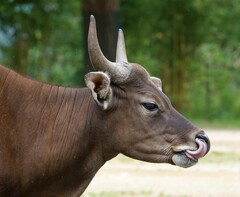 Banteng photo 5