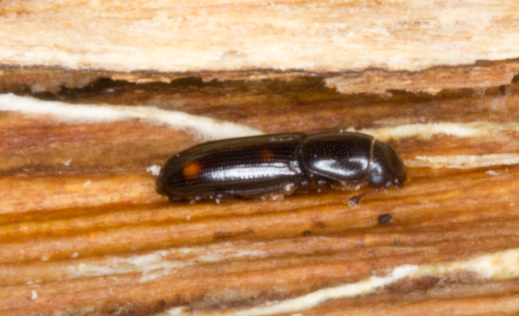 Rhizophaginae