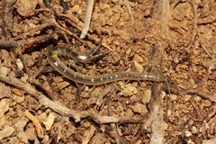 Arthrorhabdus pygmaeus