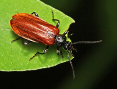 Schizotus fuscicollis