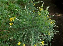 Genista canariensis image