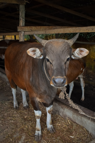 Domestic Cattle