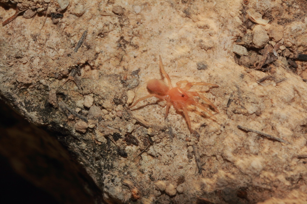 Orthonops icenoglei