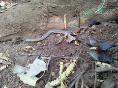 Rhabdophis subminiatus